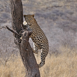 Dusternbrook - Leopard